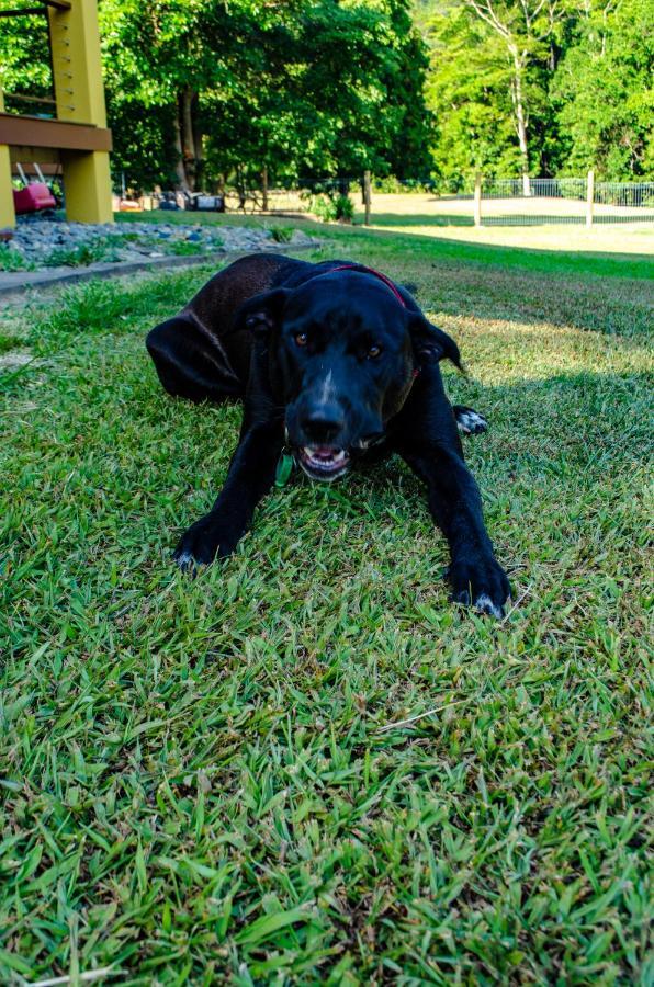 Cairns Homestead Redlynch Pet And Family Friendly Dış mekan fotoğraf